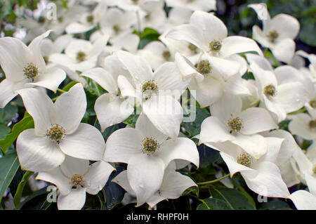 Cornus kousa `China Girl` Dogwood Stock Photo